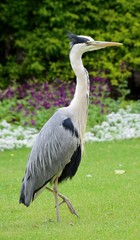 Crane