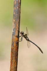 Oxygastra curtisii