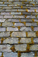 Some Old Slate Roof Tiles With Moss (Shallow DOF)