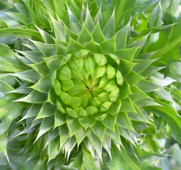 Silybum thistle flower close-up