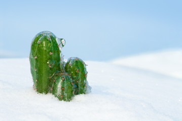 Glacial cactus