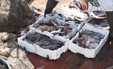 fish on a fishingboat