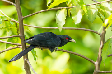 Male Common Koel(Asian Koel) bird stair at camera in nature