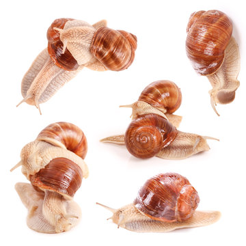 Weinbergschnecken, graipevine snails