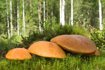 Ruddy red-cap family