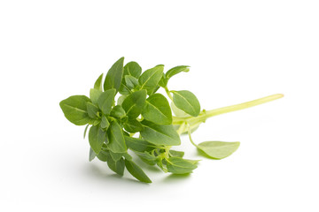 Basil.