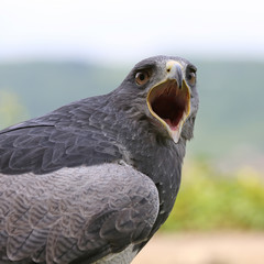 Tawny Eagle