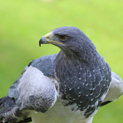 Steppenadler
