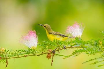 Beautiful female Olive-backed sunbird