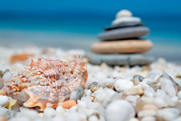shell and stones