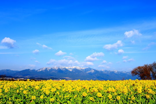 菜の花畑 の画像 87 940 件の Stock 写真 ベクターおよびビデオ Adobe Stock