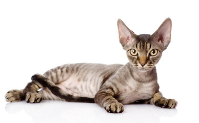 lying devon rex cat. looking at camera. isolated on white 
