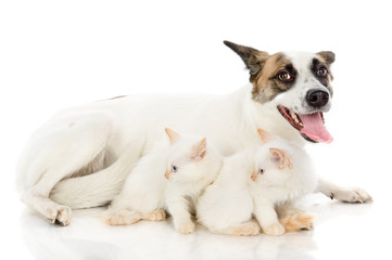 adult big dog and two kittens. isolated on white background