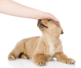 hand patting dog head. isolated on white background