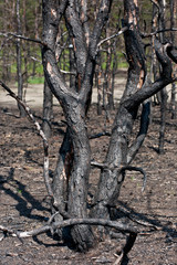 las po pożarze
