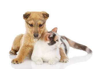 dog and cat have a rest together. isolated on white background