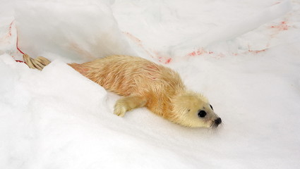Newborn harp seal pup - just 5 minutes ago