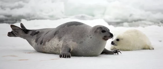 Deurstickers Baardrob mother harp seal cow and newborn pup on ice