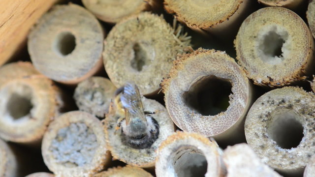 Wild bee sealed the entrance of insect hotel