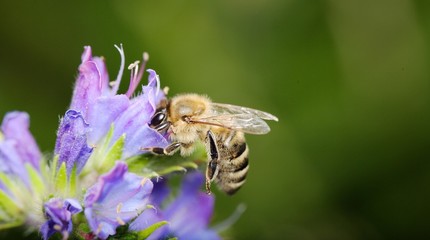 bee on Flower