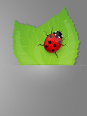 Background with fresh green leaves and ladybird.