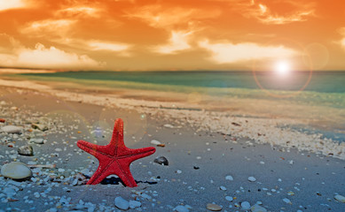 Fototapeta na wymiar red starfish at dusk