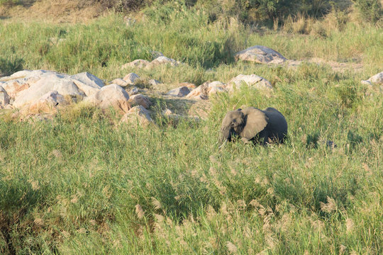 Fototapeta African elephant - Loxodonta africana