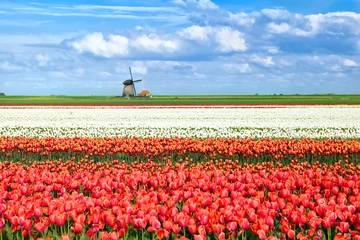 Fotobehang Tulp kleurrijke tulpenvelden in Alkmaar