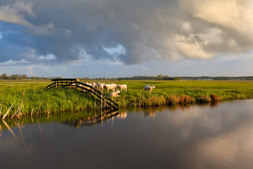 sheep on pasture by river in morning light