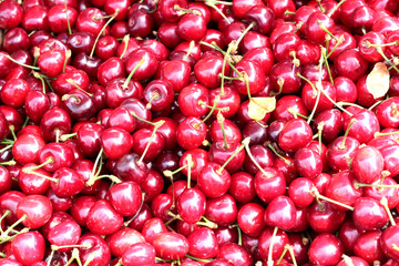 Mazzard cherry