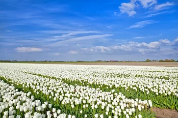 Papier Peint photo Autocollant Tulipe champs de tulipes blanches, Alkmaar