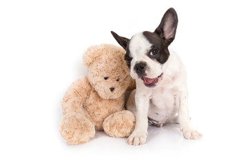 French bulldog puppy with teddy bear toy over white