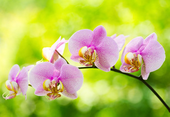 Plakat Pink orchid