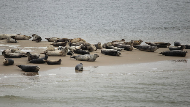 Seehundsbank Borkum Nahaufnahme