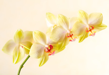 Obraz na płótnie Canvas Yellow orchid