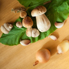 grzyb prawdziwek © JoannaTkaczuk