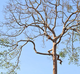 Dead tree in the fall