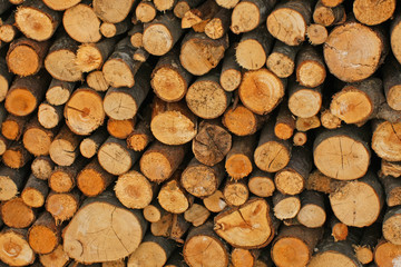 Woodshed with logs cut and perfectly aligned for heating during
