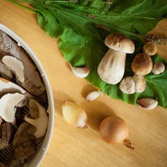 grzyb prawdziwek © JoannaTkaczuk