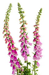 Roter Fingerhut (Digitalis purpurea)