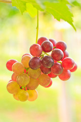 Grapes
