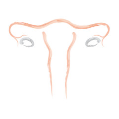 Uterus Abstractus