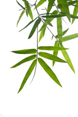 Bamboo leaf on white background