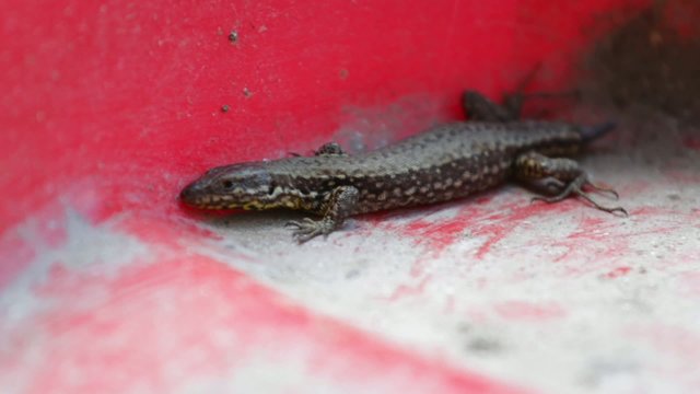 lizard