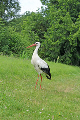 Belle cigogne