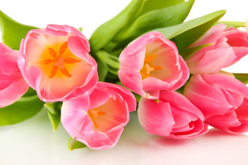 Pink tulips isolated on white