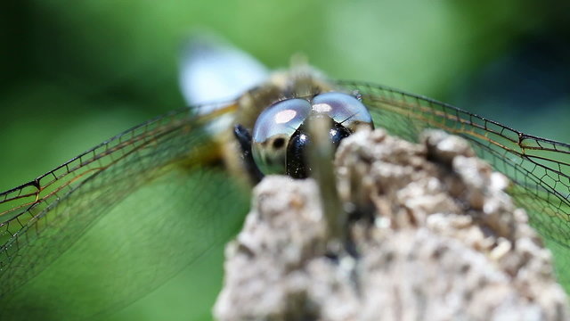 Plattbauch - Libellula depressa - sich verstecken