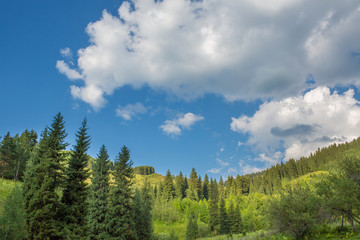 Fototapeta na wymiar Natura zielonych drzew i błękitne niebo, w pobliżu Medeo, Kazachstan