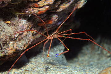 Ostatlantik-Pfeilkrabbe (Stenorhynchus lanceolatus)