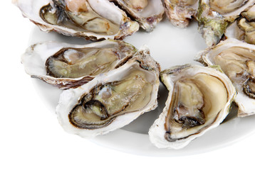 Oysters isolated on white